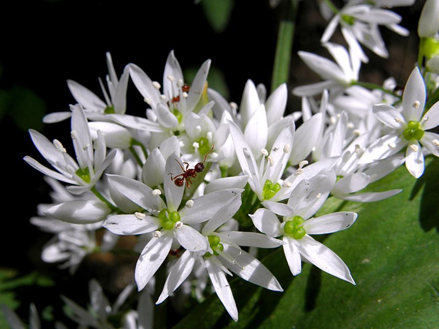 Swiss spices for cooking