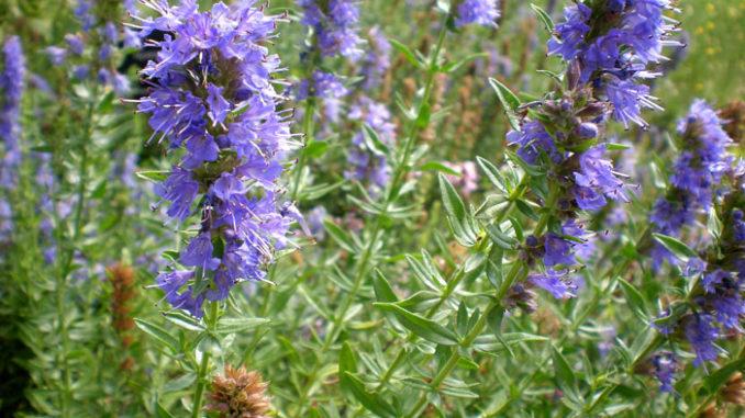 Traditional Swiss herbs and spices