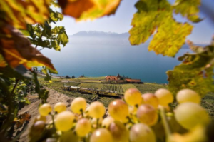 Swiss wines